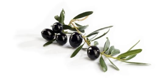 Olio Nocentini | Oleificio a Castiglion Fiorentino Remo Nocentini | Olio extravergine di oliva italiano